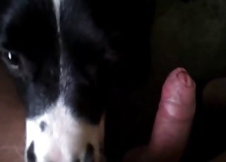 Dog Sex Zoo