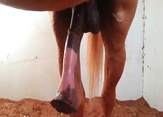Zoophile fucking a big horse