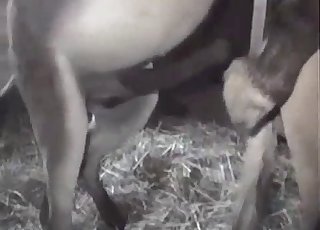 There is some really intense bestiality fun in this one