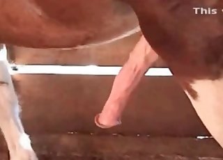 Barn-based banging with a horse